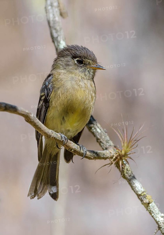 Brown-crested-Flycatcher (Myiarchus tyrannulus) at San Gerrardo de Dota, Costa Rica