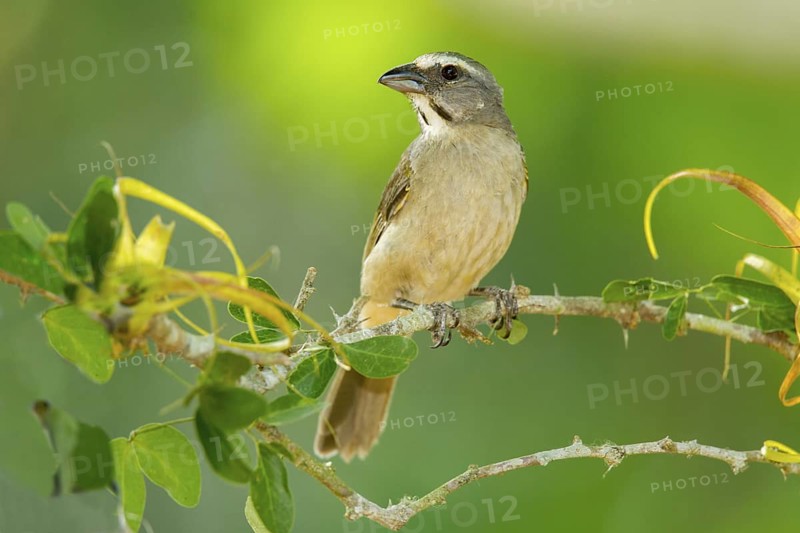 Grayish Saltator Saltator coerulescens El Tuito, Jalisco, Mexico 9 June Immature Thraupidae Greyish Saltator