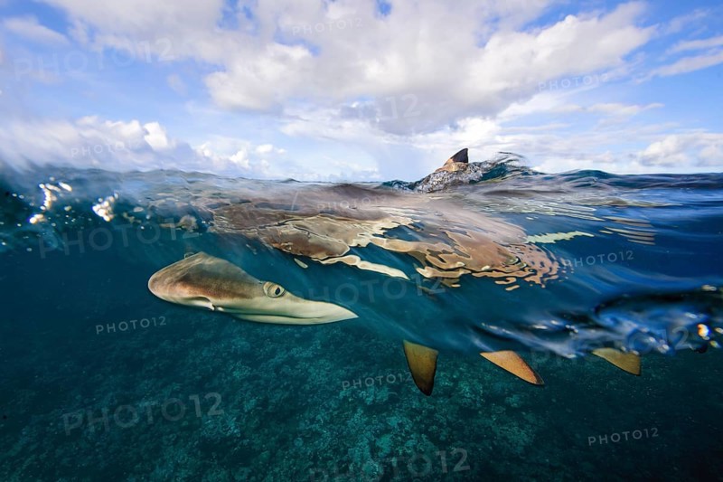 Underwater photo split shot half-and-half shot at sea surface water surface of blacktip reef shark (Carcharhinus melanopterus) blacktip reef shark swimming mock attack directly in front of viewer is hunting for prey, over-under photo, split-shot split, Pacific Ocean