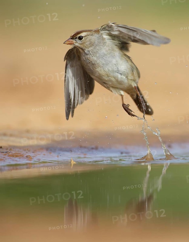 White-crowned Sparrow (Zonotrichia leucophrys) flying, Texas, USA
