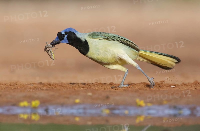 Green Jay (Cyanocorax luxuosus) with insect in its beak, Texas, USA