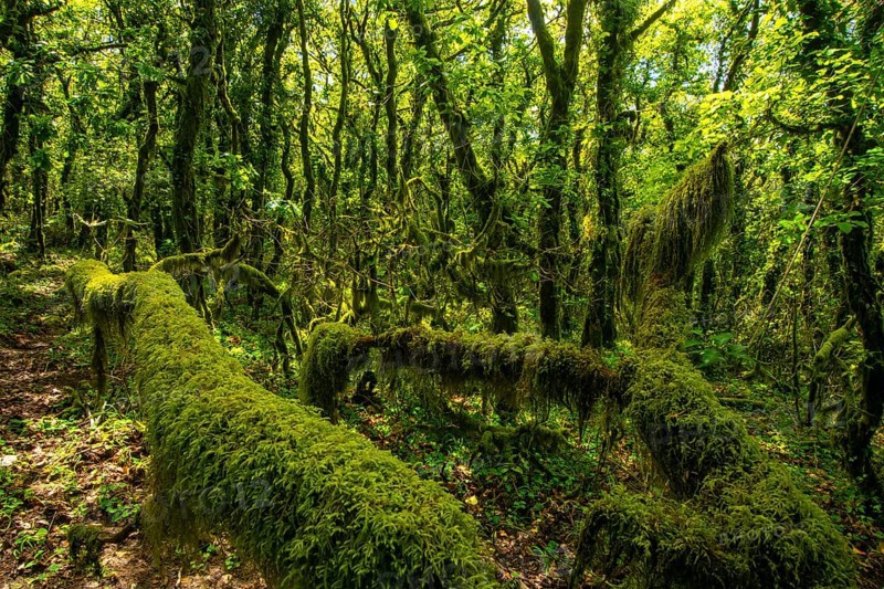 A lush, green forest densely covered with verdant moss, vines, and leafy trees. Sunlight filters through the canopy, highlighting the textures of foliage and moss