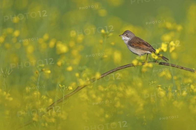 Common Whitethroat (Sylvia communis), Rhineland-Palatinate, Germany
