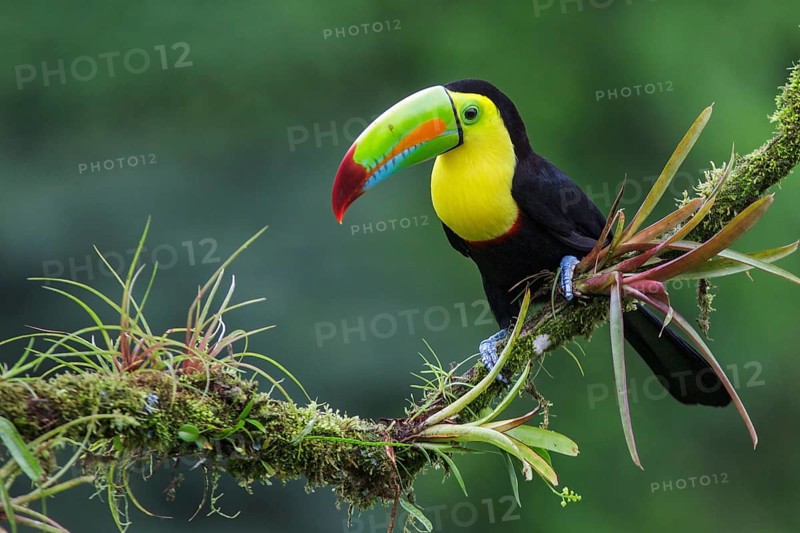 Keel-billed Toucan (Ramphastos sulfuratus) perched on a branch in Costa Rica