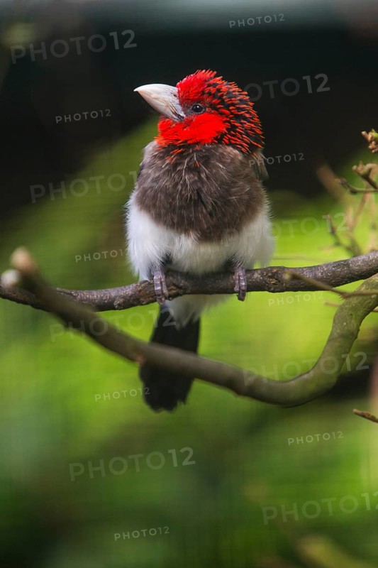 Brown-breasted Barbet (Lybius melanopterus), adult bird perched on a branch, Native to East Africa, captive, Germany