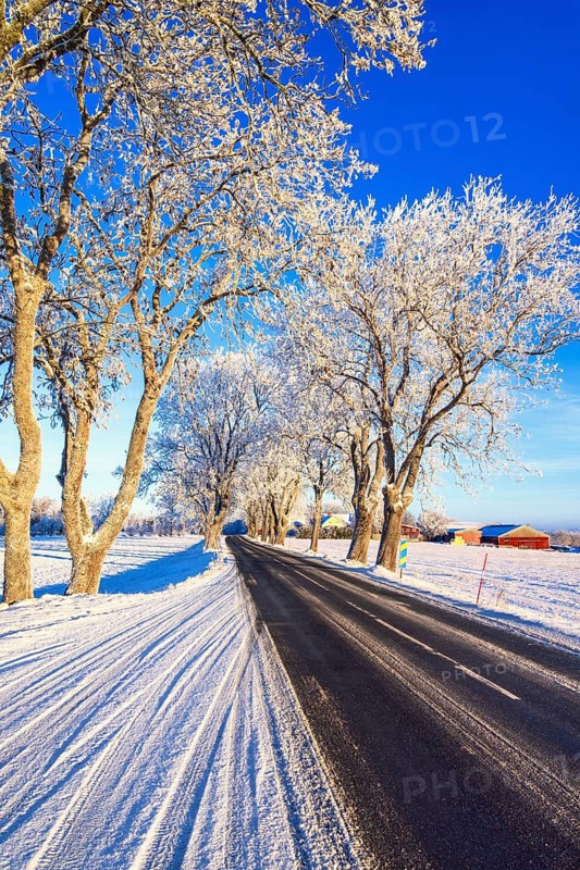 Tree lined country road in the countryside a cold winter day with snow and frost. Sweden