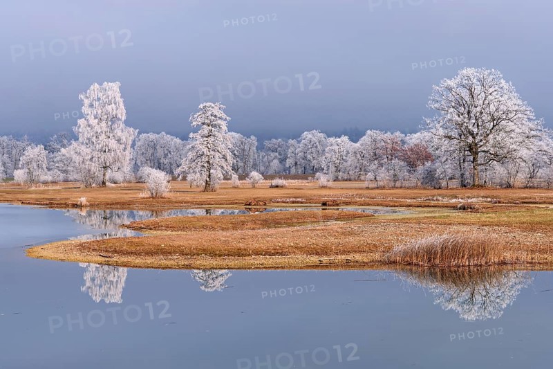 Frozen pond and trees in hoarfrost, nature reserve, Schoren, Mühlau, Freiamt, Aargau Canton, Switzerland