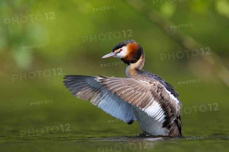 Great Crested Grebe (Podiceps cristatus) flapping, North Rhine-Westphalia, Germany