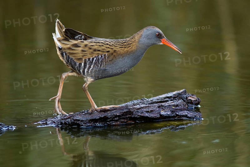 Water Rail (Rallus aquaticus), Cheshire, United Kingdom