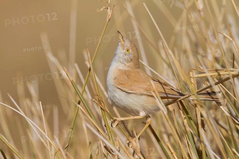 African Desert Warbler - Saharagrasmücke - Sylvia deserti, Morocco