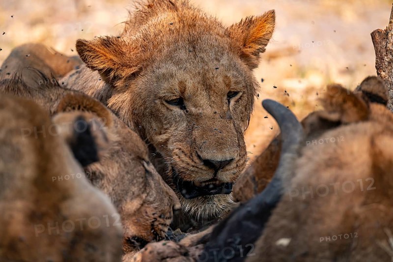 Lion pack with kill, lion (Panthera Leo) eats buffalo, savanna, Moremi Game Reserve, Botswana