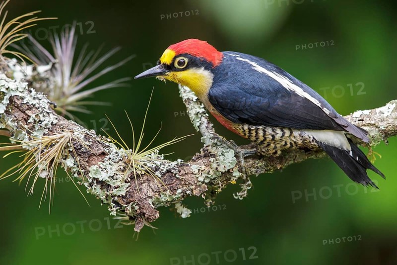 Yellow-fronted Woodpecker (Melanerpes flavifrons) perched on a branch in the Atlantic rainforest of southeast Brazil