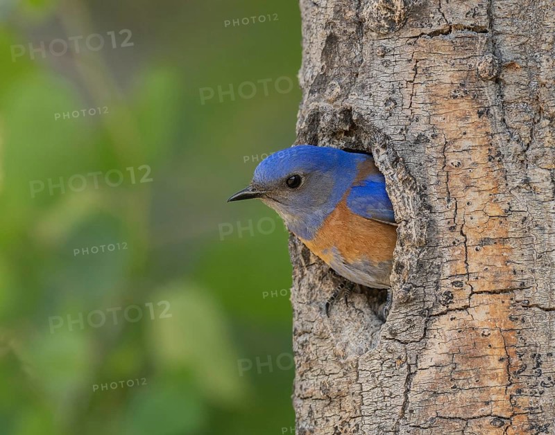 Western Bluebird (Sialia mexicana) at nest cavity in the Sierra Nevada mountains of California