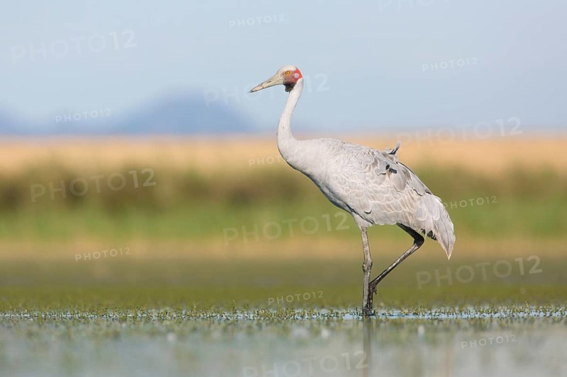 Brolga (Antigone rubicunda), Victoria, Australia