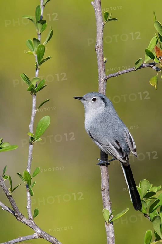 Cuban gnatcatcher (Polioptila lembeyei) perched on a branch in Cuba