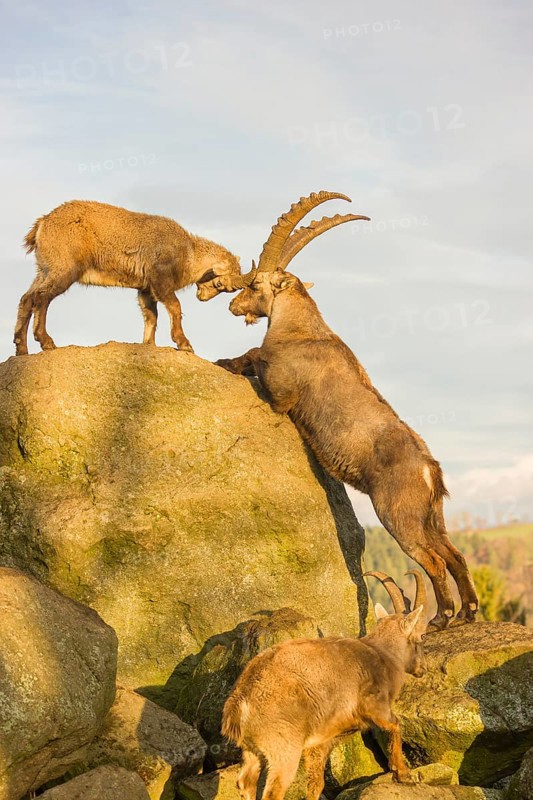 Two ibex (Capra ibex), a male and a female, play on a rock in the last light of the day