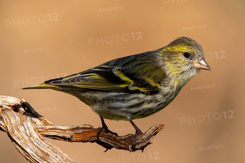 A detailed close-up image of a Eurasian Siskin, Spinus spinus, perched elegantly on a weathered branch, highlighting its vibrant yellow and green plumage against a soft, blurred background