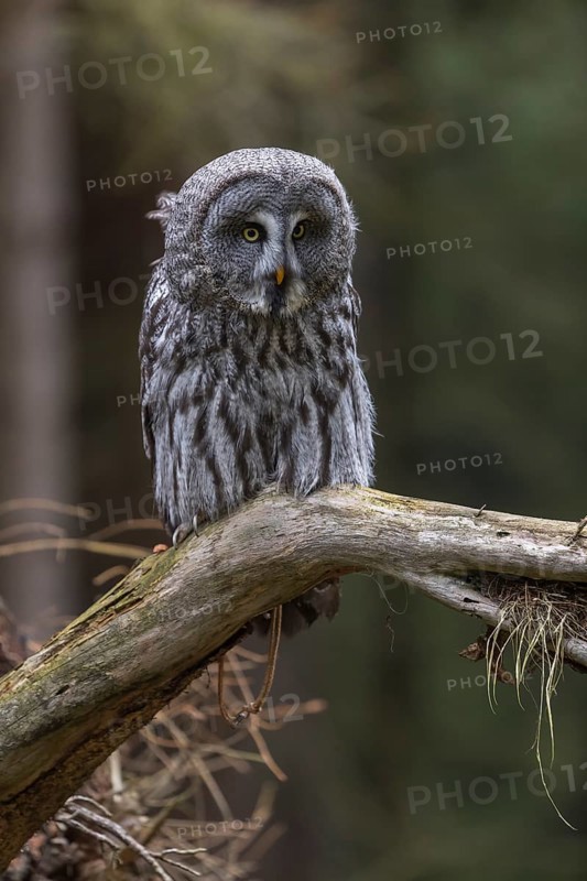 One great grey owl (Strix nebulosa) sitting on the root of a fallen spruce tree