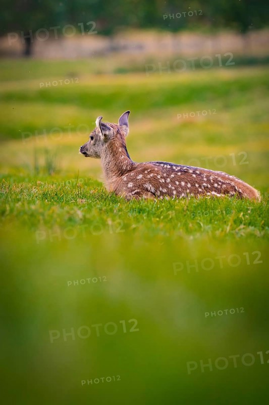 Young roe deer calf in the forest, Black Forest, Enzklösterle, Germany