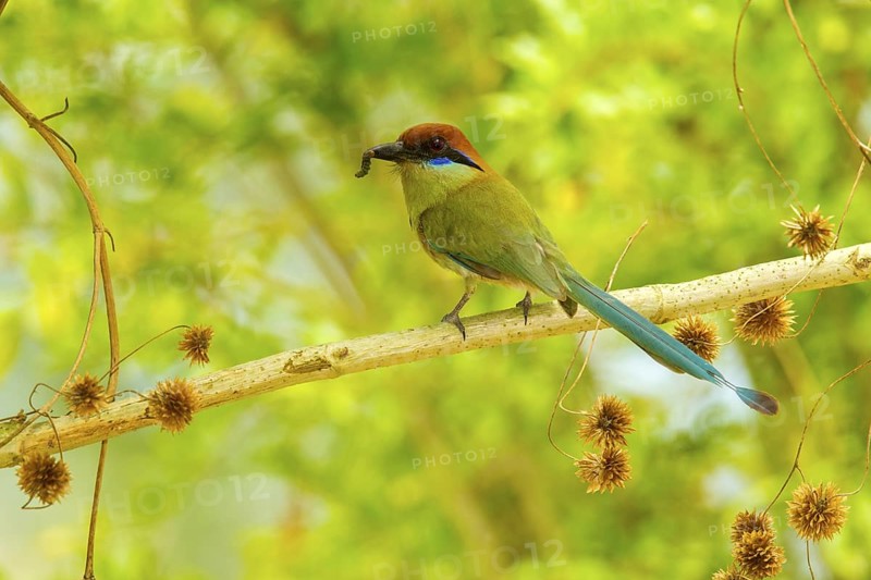 Russet-crowned Motmot Momotus mexicanus El Tuito, Jalisco, Mexico 12 June Adult carrying food. Momotidae