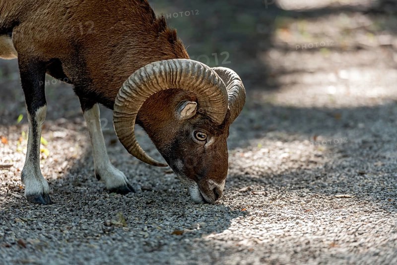 European mouflon (Ovis gmelini musimon), mouflon, male with impressively curved horns looking for food on gravel path in the forest, Poing Wildlife Park, Upper Bavaria, Bavaria, Germany