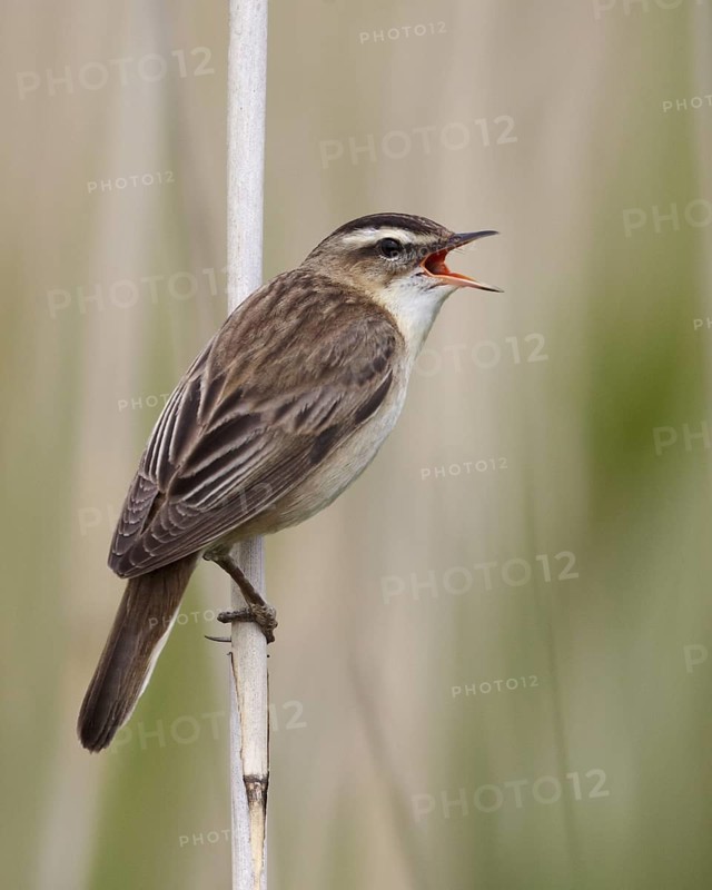 Sedge Warbler (Acrocephalus schoenobaenus) singing, Schleswig-Holstein, Germany