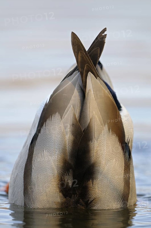 Stockente (Anas platyrhynchos), Mallard, gruendelnder Erpel, Nahrungssuche, morgens, Maerz, Dinslaken, Nordrhein-Westfalen, Deutschland