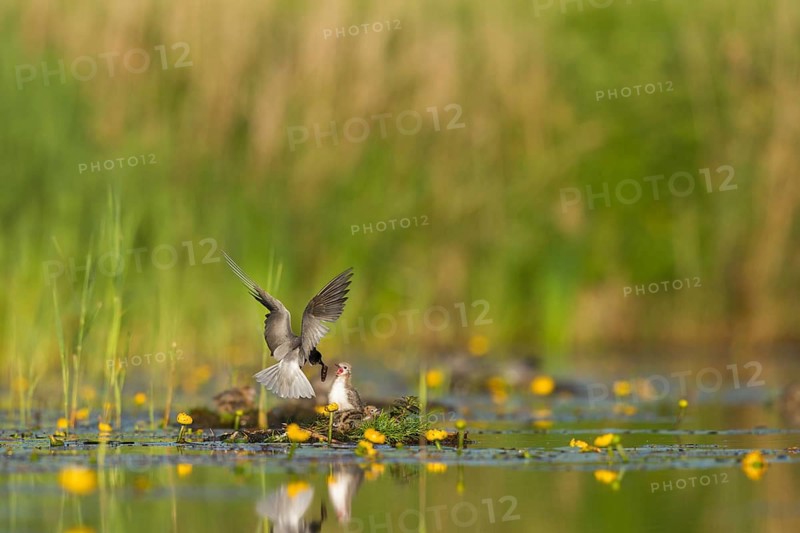 Black Tern (Chlidonias niger) feeding of juvenile, Netherlands