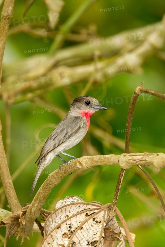 Rose-throated Becard Pachyramphus aglaiae La Bajada, Nayarit, Mexico 8 June Adult Male singing. Tityridae