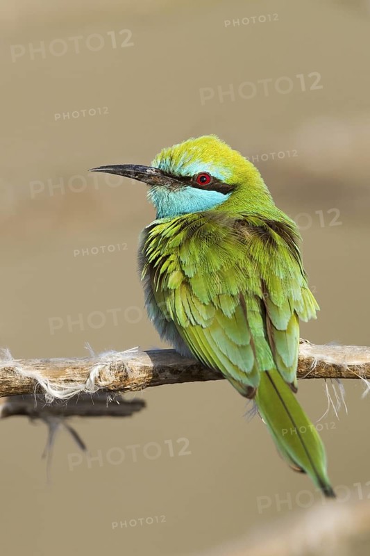 Green Bee-eater (Merops orientalis), Oman