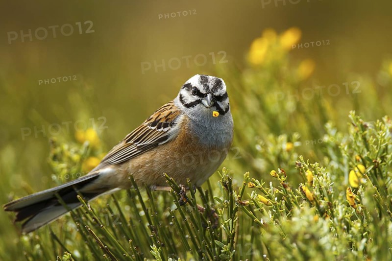 Rock Bunting (Emberiza cia) male, Castile and Leon, Spain