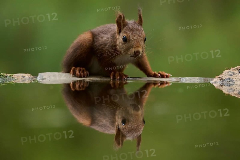A close-up image of a curious squirrel drinking from a serene lake, surrounded by lush forest. The reflection on the calm water enhances the peaceful atmosphere