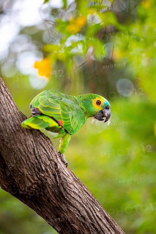 Blue-fronted Amazon (Amazona aestiva (Pantanal Brazil