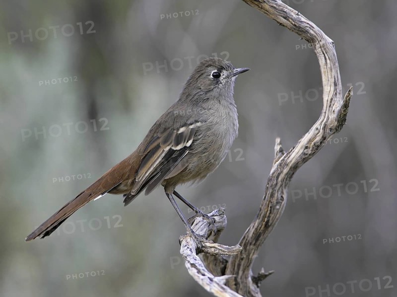 Southern Scrub Robin (Drymodes brunneopygia), South Australia, Australia