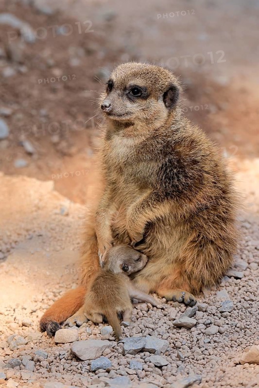 Tiger nut (Suricata suricatta), adult, juvenile, newborn, baby, female, mother with juvenile, social behaviour