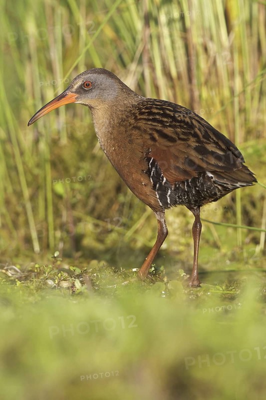 Virginia Rail (Rallus limicola), Ontario, Canada