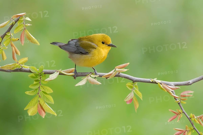 Prothonotary Warbler (Protonotaria citrea) perched on a twig, Texas, USA