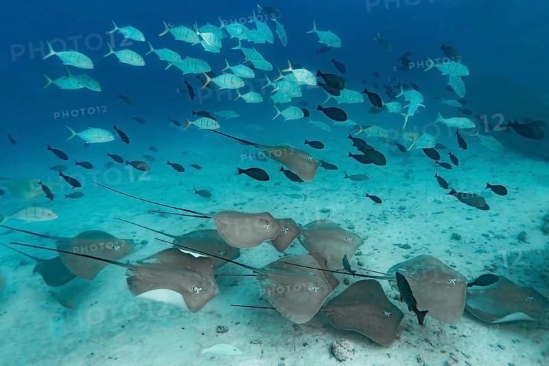 A group of red stingrays, Hemitrygon akajei, glides over the sandy bottom of the Maldivian ocean, surrounded by schools of tropical reef fish in a rich and biodiverse marine habitat