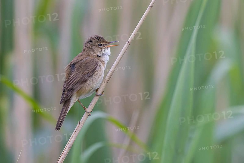 Eurasian Reed Warbler (Acrocephalus scirpaceus) singing, North Rhine-Westphalia, Germany