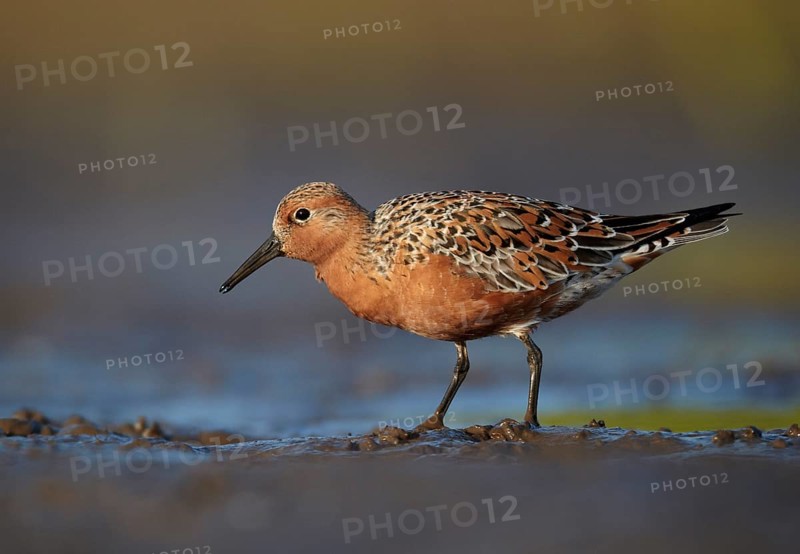 Red Knot (Calidris canutus) foraging, Mecklenburg-Western Pomerania, Germany