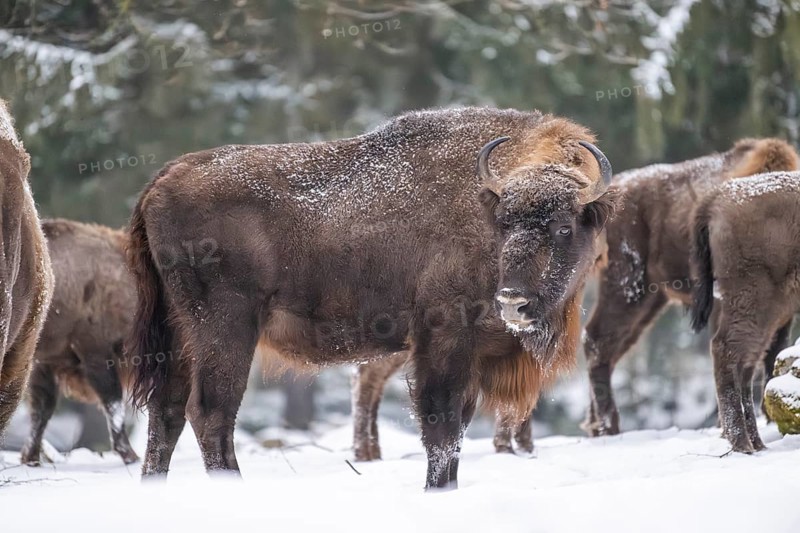 European bison (Bison bonasus) or Wisent standing on a meadow next to the forest in winter, snow, Bavaria, Germany
