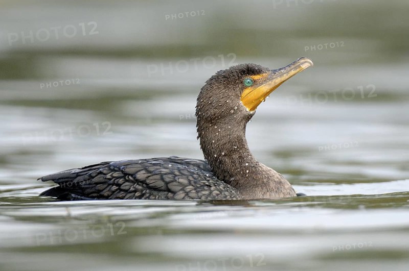 Neotropic Cormorant (Phalacrocorax brasilianus), Texas, USA