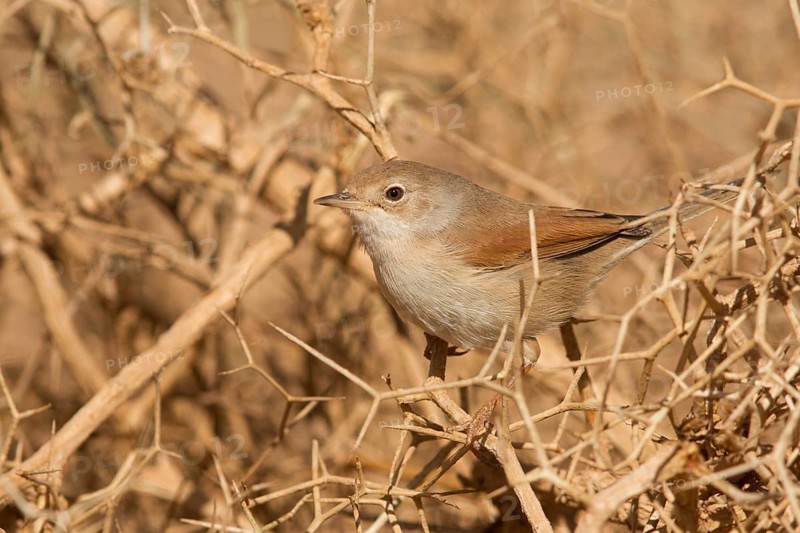 Spectacled Warbler (Sylvia conspicillata) female, Morocco