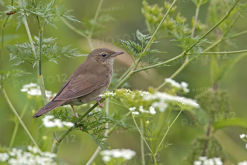 River Warbler (Locustella fluviatilis), Saxony, Germany