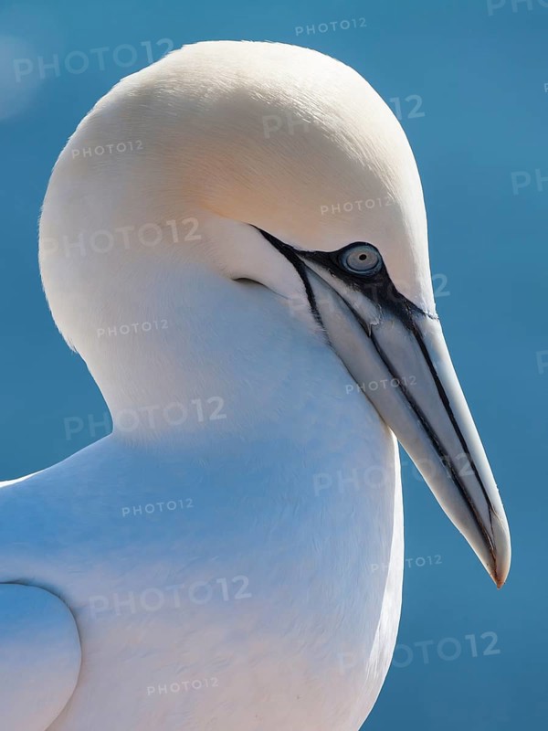 Northern Gannet (Morus bassanus), Schleswig-Holstein, Germany