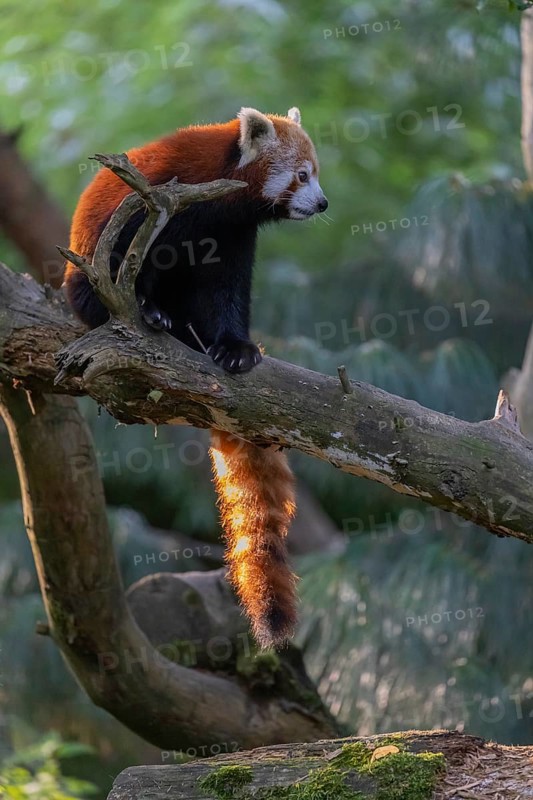 One red panda, Ailurus fulgens, sitting on a branch of a dead tree. Wonderful backlit scene