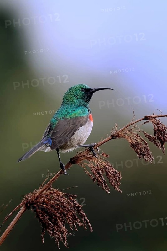 Cape Sunbird (Cinnyris chalybeus), adult, male, in perch, Kirstenbosch Botanical Gardens, Cape Town, South Africa