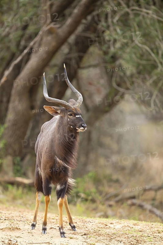 Nyala, lowland nyala, lowland nyala, (Tragelaphus angasii), antelope, animals, mammals, Mkuze Game Reserve, Mkuze, KwaZulu-Natal, South Africa