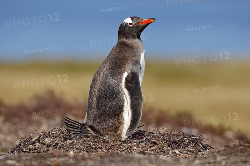 Nesting penguin on the meadow. Gentoo penguin in the nest wit two eggs, Falkland Islands. Animal behaviour, bird in the nest with egg. Wildlife scene in the nature. Penguin with eggs in Antarctica