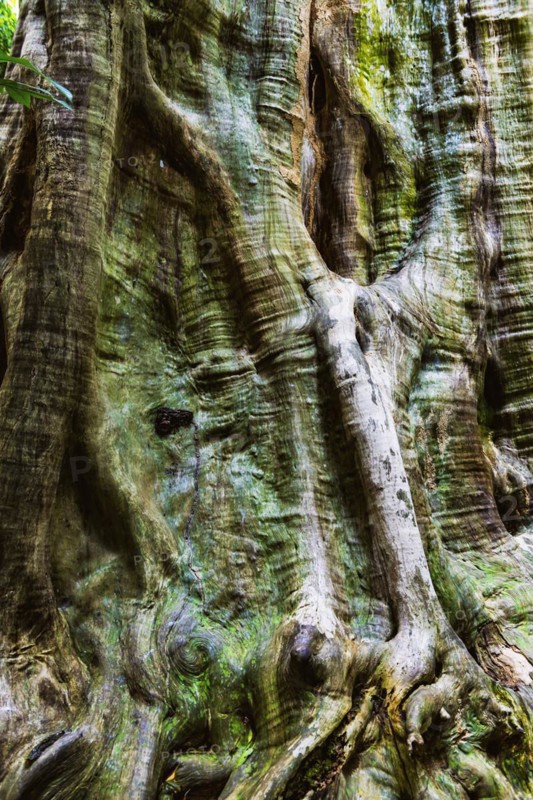Structure of a tropical tree, tree, texture, background, botany, flora, plant, bark, surface, nature, natural, wood, tropics, tropical, rainforest, climate, tree trunk, trunk, patina, green, forest, forestry, grown, tropical wood, tropical tree, old, tree stand, deforestation, asianThailand